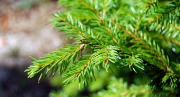 Hibernik jalovec - podrobný popis odrůdy